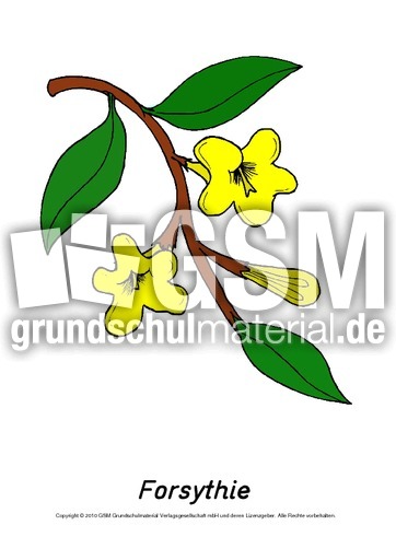 Frühlingsblüher-Tafelkarten-Forsythie.pdf